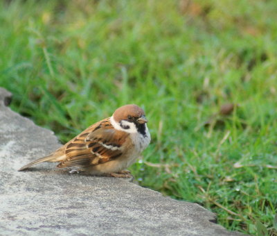 Eurasian Tree Sparrow.jpg