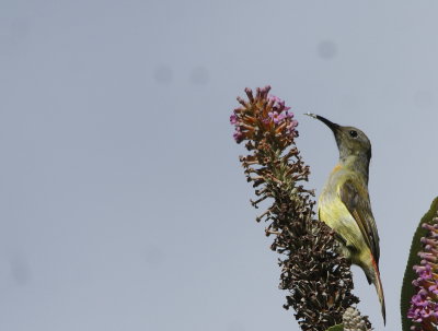 Fire-tailed Sunbird 3.jpg