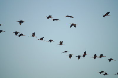 Glossy Ibis 3.jpg