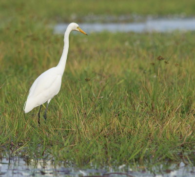 Great Egret 2.jpg