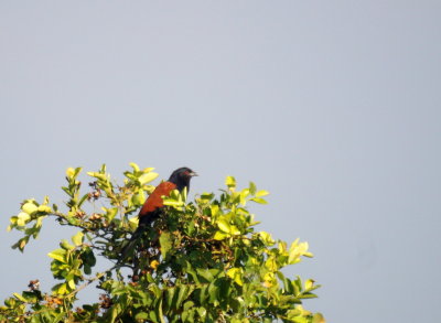 Greater Coucal.jpg
