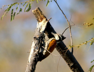 Greater Flameback.jpg