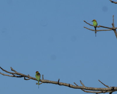 Green Bee-eater 2.jpg