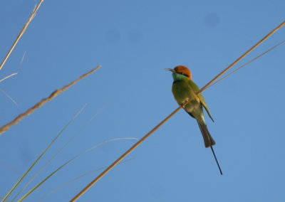Green Bee-eater.jpg