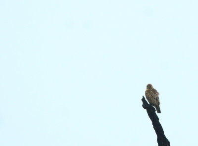 Himalayan Buzzard 2.jpg