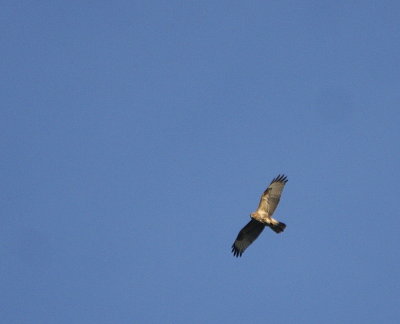 Himalayan Buzzard.jpg