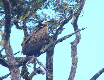 Himalayan Griffon 3.jpg