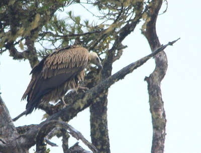 Himalayan Griffon 4.jpg