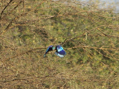 Indian Roller.jpg