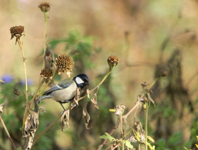 Japanese Tit 2.jpg