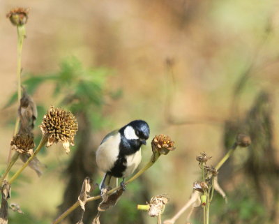 Japanese Tit.jpg