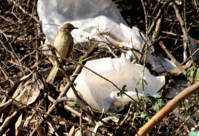 Jerdon's Mnivet.jpg