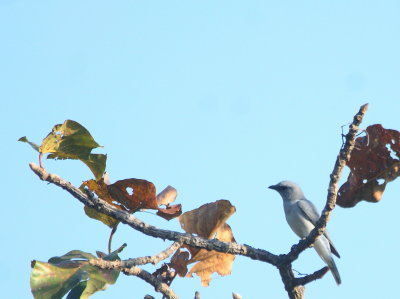 Large Cuckooshrike 2.jpg