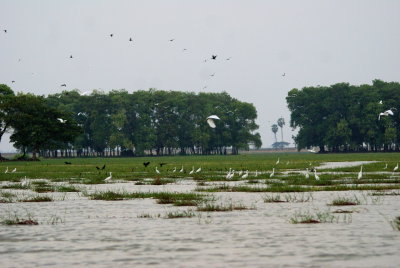 Moeyungyi Wetland 2.jpg