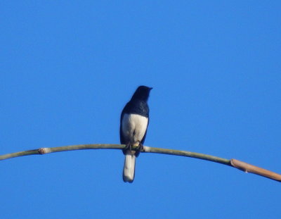 Oriental Magpie-robin 2.jpg