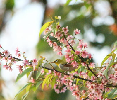 Oriental White-eye.jpg