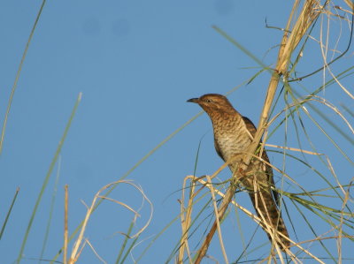 Plaintive Cuckoo 3.jpg