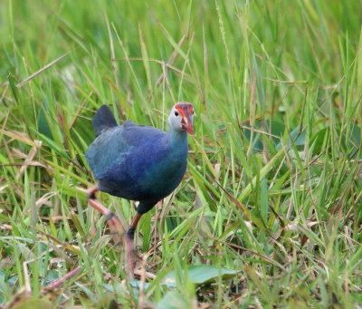 Purple Swamphen.jpg