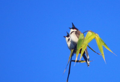 Red-whiskered Bulbul.jpg