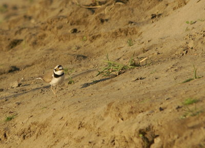 Ringed Plover 2.jpg
