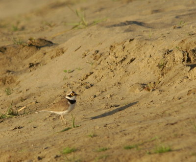 Ringed Plover.jpg