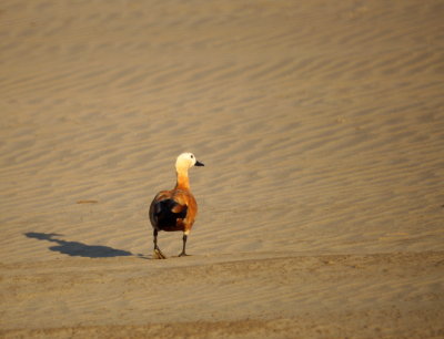 Ruddy Shelduck 2.jpg