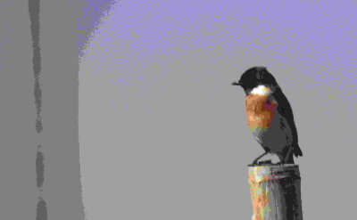 Siberrian Stonechat 2.jpg