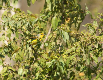 Small Minivet.jpg