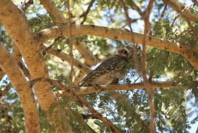 Spotted Owlet.jpg
