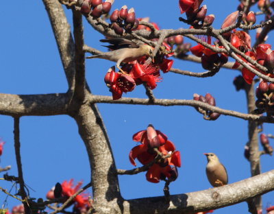 Vinous-breasted Starling 2.jpg