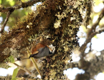 White-browed Nuthatch 2.jpg