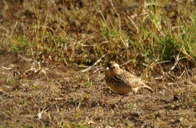 Burmese Bushlark 2.jpg