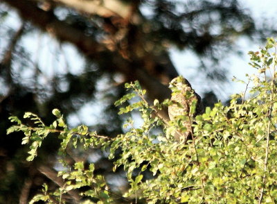 Eurasian Kestrel 2.jpg