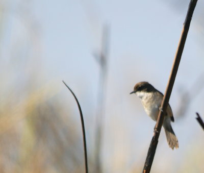 Grey-breasted Prinia 2.jpg