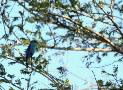 Verditer Flycatcher.jpg