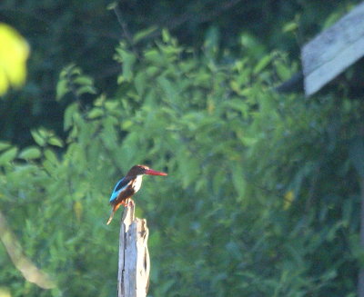 White-throated Kingfisher 2.jpg