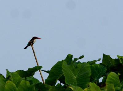 White-throated Kingfisher.jpg