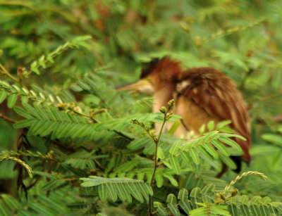 Birds of Myanmar