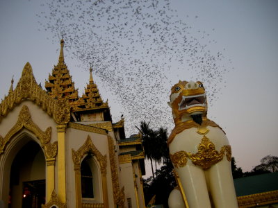 Bats emerging from roost in temple 2.jpg