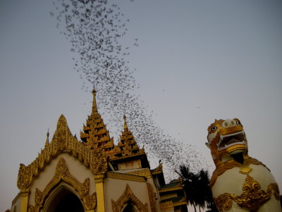Bats emerging from roost in temple.jpg