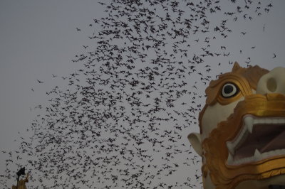 Bats leaving roost 3.jpg