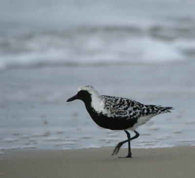 Black-bellied Plover.jpg