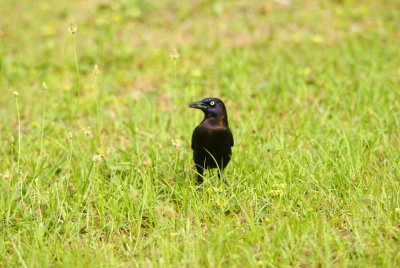 Common Grackle2.jpg
