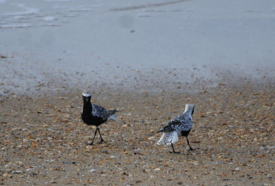 Golden Plover & Blackbellied Plover fighting2.jpg