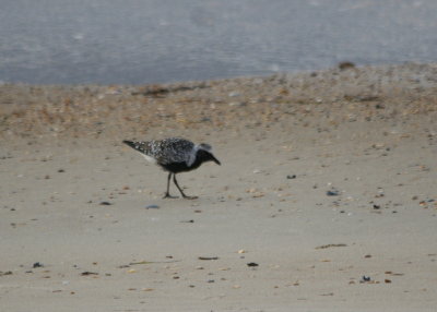 Golden Plover.jpg