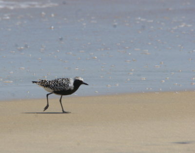Golden Plover2.jpg