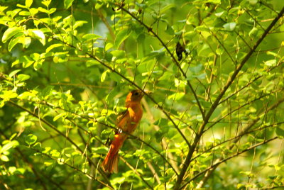 Orchard Oriole.jpg