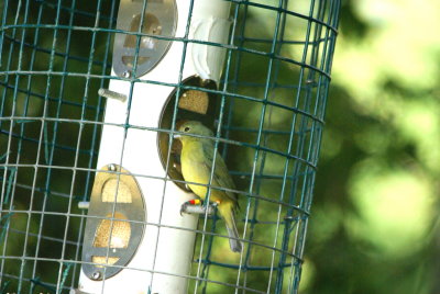 Painted Bunting female.jpg