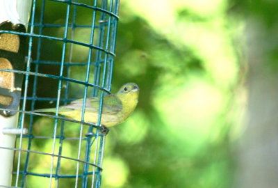 Painted Bunting female2.jpg