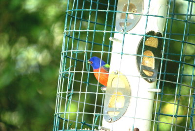 Painted Bunting male.jpg